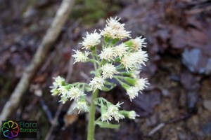 Petasites albus (1)_bewerkt